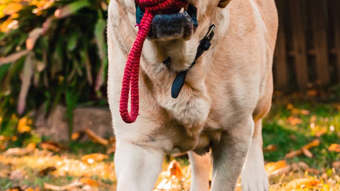 When Should You Sue Over a Dog Bite?