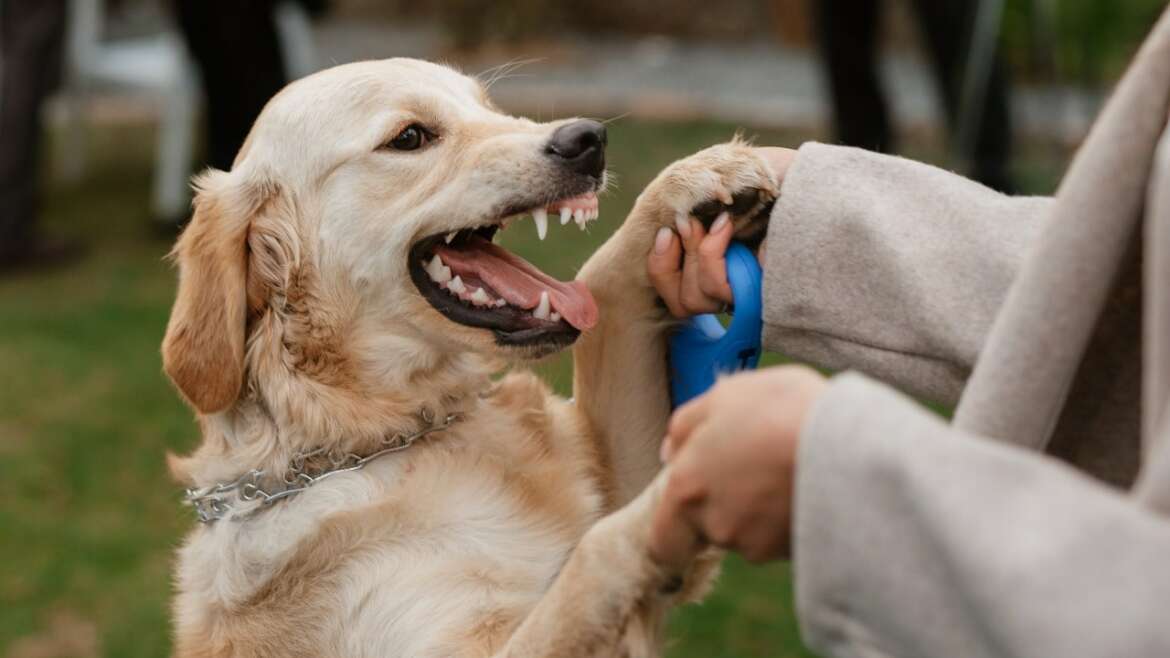 Lawyer for Dog Attack: Finding the Right Legal Support