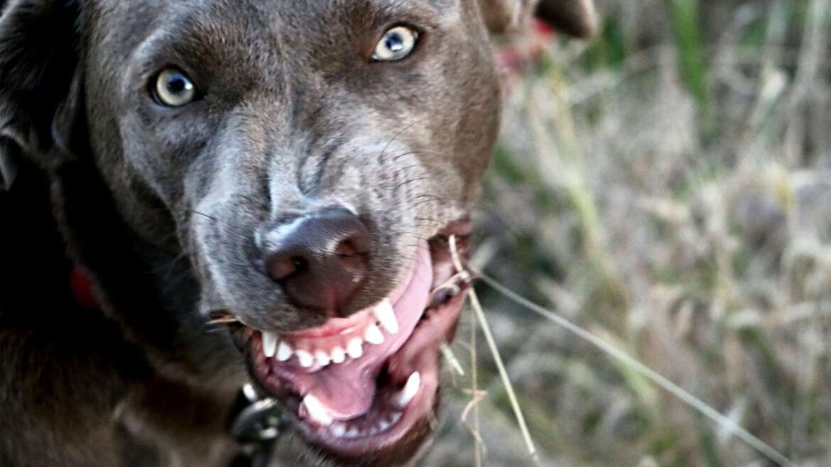 Can I Sue for a Dog Bite in Georgia?